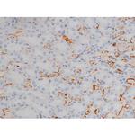 Phospho-Alpha-synuclein (Ser129) Antibody in Immunohistochemistry (Paraffin) (IHC (P))