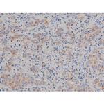 Phospho-Alpha-synuclein (Ser129) Antibody in Immunohistochemistry (Paraffin) (IHC (P))