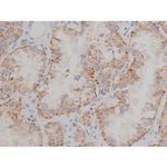 Phospho-Alpha-synuclein (Ser129) Antibody in Immunohistochemistry (Paraffin) (IHC (P))