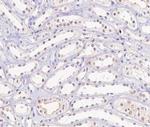 Phospho-HNF4A (Ser313) Antibody in Immunohistochemistry (Paraffin) (IHC (P))