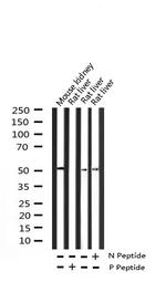 Phospho-HNF4A (Ser313) Antibody in Western Blot (WB)