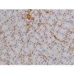 Phospho-STAT6 (Thr645) Antibody in Immunohistochemistry (Paraffin) (IHC (P))