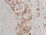 Phospho-Caspase 3 (Ser150) Antibody in Immunohistochemistry (Paraffin) (IHC (P))