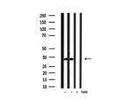 Phospho-Caspase 3 (Ser150) Antibody in Western Blot (WB)