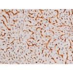 Phospho-SYK (Tyr525) Antibody in Immunohistochemistry (Paraffin) (IHC (P))