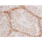 Phospho-GATA4 (Ser262) Antibody in Immunohistochemistry (Paraffin) (IHC (P))