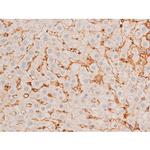 Phospho-GATA4 (Ser262) Antibody in Immunohistochemistry (Paraffin) (IHC (P))