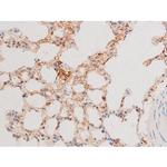 Phospho-GATA4 (Ser262) Antibody in Immunohistochemistry (Paraffin) (IHC (P))