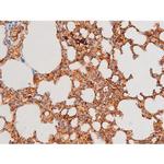 Phospho-GATA4 (Ser262) Antibody in Immunohistochemistry (Paraffin) (IHC (P))