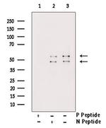 Phospho-JNK1/JNK2/JNK3 (Tyr185) Antibody in Western Blot (WB)