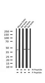 Phospho-MAP2K4 (Ser80) Antibody in Western Blot (WB)