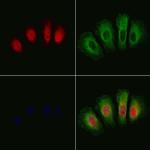 Phospho-GSK3 alpha/beta (Tyr279, Tyr216) Antibody in Immunocytochemistry (ICC/IF)