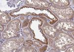 Phospho-GSK3 alpha/beta (Tyr279, Tyr216) Antibody in Immunohistochemistry (Paraffin) (IHC (P))