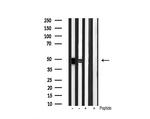 Phospho-GSK3 alpha/beta (Tyr279, Tyr216) Antibody in Western Blot (WB)