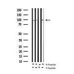 Phospho-STAT5 beta (Ser731) Antibody in Western Blot (WB)