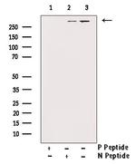 Phospho-DNA-PK (Thr2647) Antibody in Western Blot (WB)