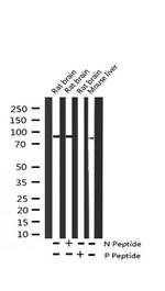 Phospho-ADAM17 (Thr735) Antibody in Western Blot (WB)