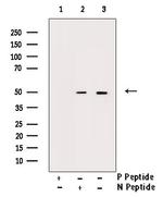 Phospho-Smad3 (Ser204) Antibody in Western Blot (WB)