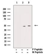 Phospho-Smad3 (Ser213) Antibody in Western Blot (WB)