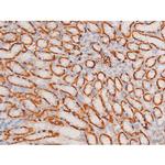 Phospho-XIAP (Ser87) Antibody in Immunohistochemistry (Paraffin) (IHC (P))