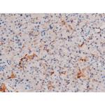 Phospho-XIAP (Ser87) Antibody in Immunohistochemistry (Paraffin) (IHC (P))