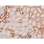 Phospho-XIAP (Ser87) Antibody in Immunohistochemistry (Paraffin) (IHC (P))