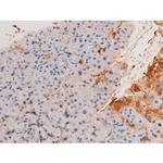 Phospho-XIAP (Ser87) Antibody in Immunohistochemistry (Paraffin) (IHC (P))