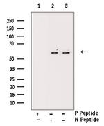 Phospho-XIAP (Ser87) Antibody in Western Blot (WB)