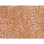 Phospho-FOXO4 (Thr451) Antibody in Immunohistochemistry (Paraffin) (IHC (P))