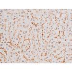 Phospho-FOXO4 (Thr451) Antibody in Immunohistochemistry (Paraffin) (IHC (P))