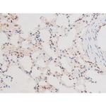 Phospho-FOXO4 (Thr451) Antibody in Immunohistochemistry (Paraffin) (IHC (P))