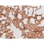 Phospho-FOXO4 (Thr451) Antibody in Immunohistochemistry (Paraffin) (IHC (P))