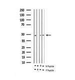 Phospho-E2F1 (Thr433) Antibody in Western Blot (WB)