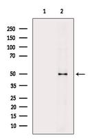 Phospho-RUNX1 (Ser276) Antibody in Western Blot (WB)