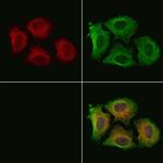 Phospho-MAP2K1/MAP2K2 (Ser222) Antibody in Immunocytochemistry (ICC/IF)