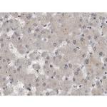 Phospho-MAP2K1/MAP2K2 (Ser222) Antibody in Immunohistochemistry (Paraffin) (IHC (P))