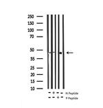 Phospho-MAP2K1/MAP2K2 (Ser222) Antibody in Western Blot (WB)