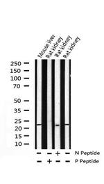 Phospho-Caveolin 1 (Tyr14) Antibody in Western Blot (WB)