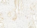 Phospho-NFkB p65 (Ser276) Antibody in Immunohistochemistry (Paraffin) (IHC (P))