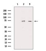 Phospho-NFkB p65 (Ser276) Antibody in Western Blot (WB)