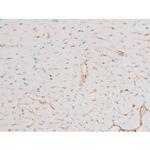 Phospho-Dynamin 1 (Ser774) Antibody in Immunohistochemistry (Paraffin) (IHC (P))