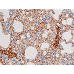 Phospho-Dynamin 1 (Ser774) Antibody in Immunohistochemistry (Paraffin) (IHC (P))