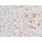 Phospho-Dynamin 1 (Ser774) Antibody in Immunohistochemistry (Paraffin) (IHC (P))