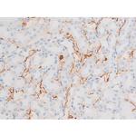 Phospho-Dynamin 1 (Ser774) Antibody in Immunohistochemistry (Paraffin) (IHC (P))