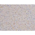 Phospho-FAK (Tyr576) Antibody in Immunohistochemistry (Paraffin) (IHC (P))