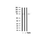 Phospho-PKC zeta (Thr410) Antibody in Western Blot (WB)