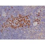 Phospho-Bcl-xL (Thr47) Antibody in Immunohistochemistry (Paraffin) (IHC (P))