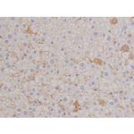 Phospho-Bcl-xL (Thr47) Antibody in Immunohistochemistry (Paraffin) (IHC (P))