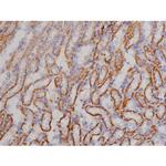 Phospho-Bcl-xL (Thr47) Antibody in Immunohistochemistry (Paraffin) (IHC (P))