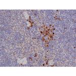 Phospho-Bcl-xL (Thr47) Antibody in Immunohistochemistry (Paraffin) (IHC (P))